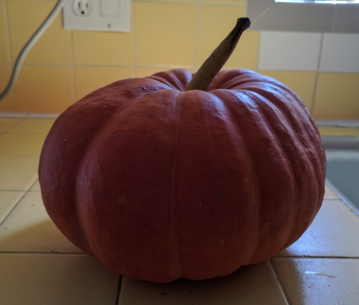 krasf's tweet image. I recently found out that there are edible and inedible #pumpkins. Which one is this? #pumpkinproblems
