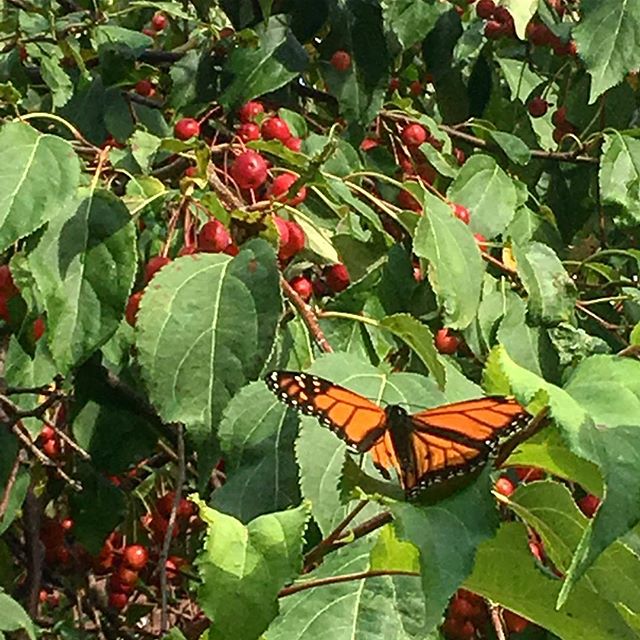 The last reminder of summertime in Saratoga- the Monarch Butterflies are getting ready to migrate to Mexico for the winter!