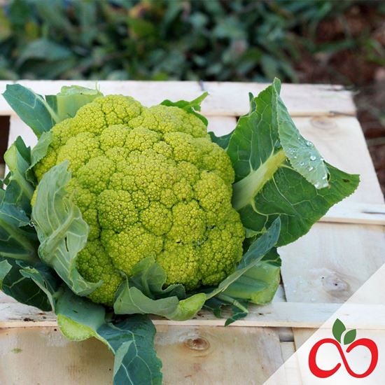 Foodando_Ita's tweet photo. Cavolfiore biologico di nuovo disponibile su Foodando! 👉 https://t.co/h9ncfmBc0Z #Foodando #Bari #verduradistagione https://t.co/k5HN5UiP0i