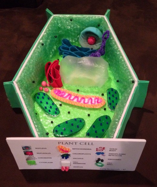 NZBiotechLearn's tweet photo. 3D plant cell - cool hands on activity for delving deeper into plants - it's in our PLANTS curation: https://t.co/28hyLL5TWI https://t.co/81evTCeyGR