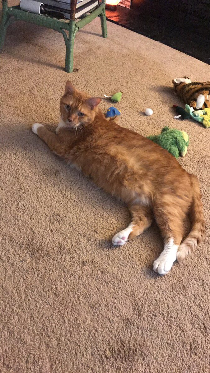 TheDrMollyMac's tweet photo. Prim seems more eager to snuggle and say hello. Max is in the process of forgiving me for leaving to go to #femrhet2017. He also wanted me to see the way he collected all the toys. https://t.co/XVaRxhck2y