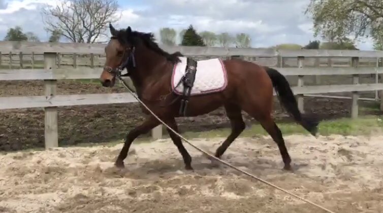 gingerjones26's tweet photo. #SirElmo #newcareer #excitingfuture #retiredracehorse https://t.co/X5SVlTeiC8