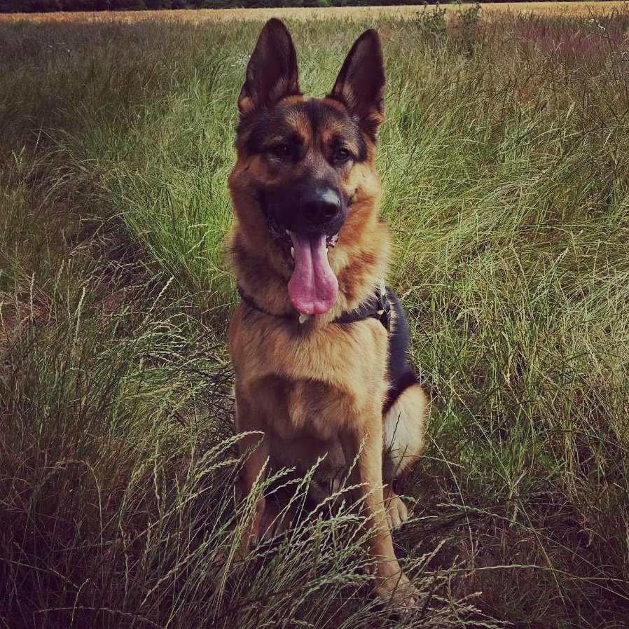 Albert_TrailDog's tweet photo. Did you know that it is my #birthday tomorrow?! I'll be two years old!! #october #puppy #dog #gsd #germanshepherd #alsatian #bday #party https://t.co/QptjbihBXT