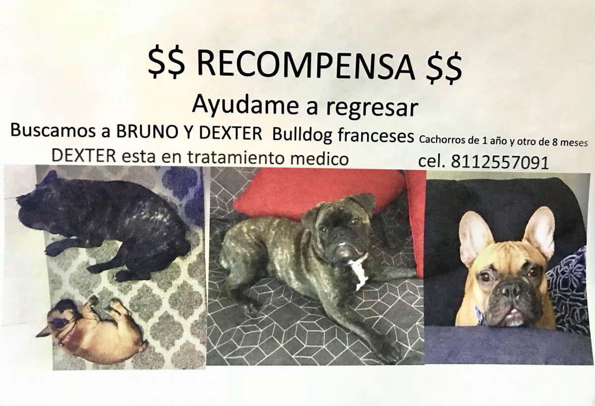 Someone stole my dogs! Alguien robó mis perritos. Porfavor Retweet- especialmente la gente en Monterrey! #bulldogfrances #MTY #recompensa