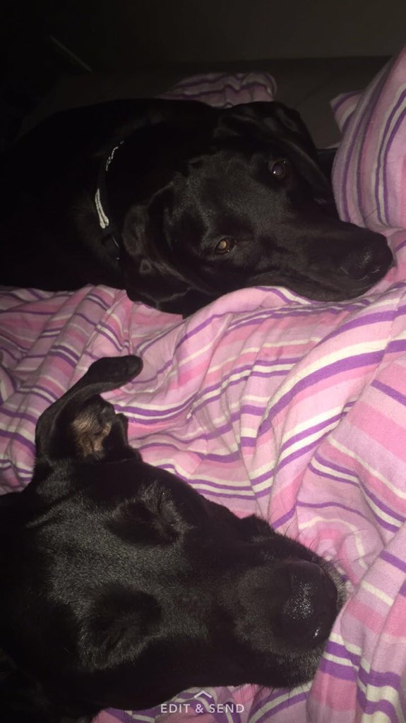 haley_hufff's tweet photo. @NoamDar They wanted to know if they can get rated too:)) https://t.co/rhjo9cdMOM