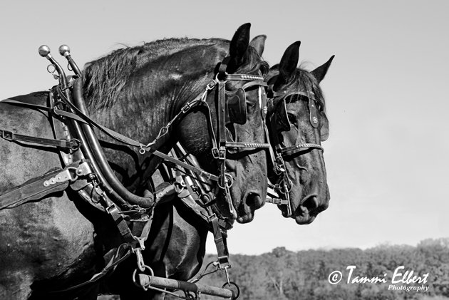 TammiElbert's tweet photo. #GeraldMO Horse, Mule and Ox Farming Festival @MissouriPlaces @ShowMe_Missouri #OnlyInMissouri @TravelMagazine @VisitMO #telbertimages https://t.co/eqNZR9I2Ev