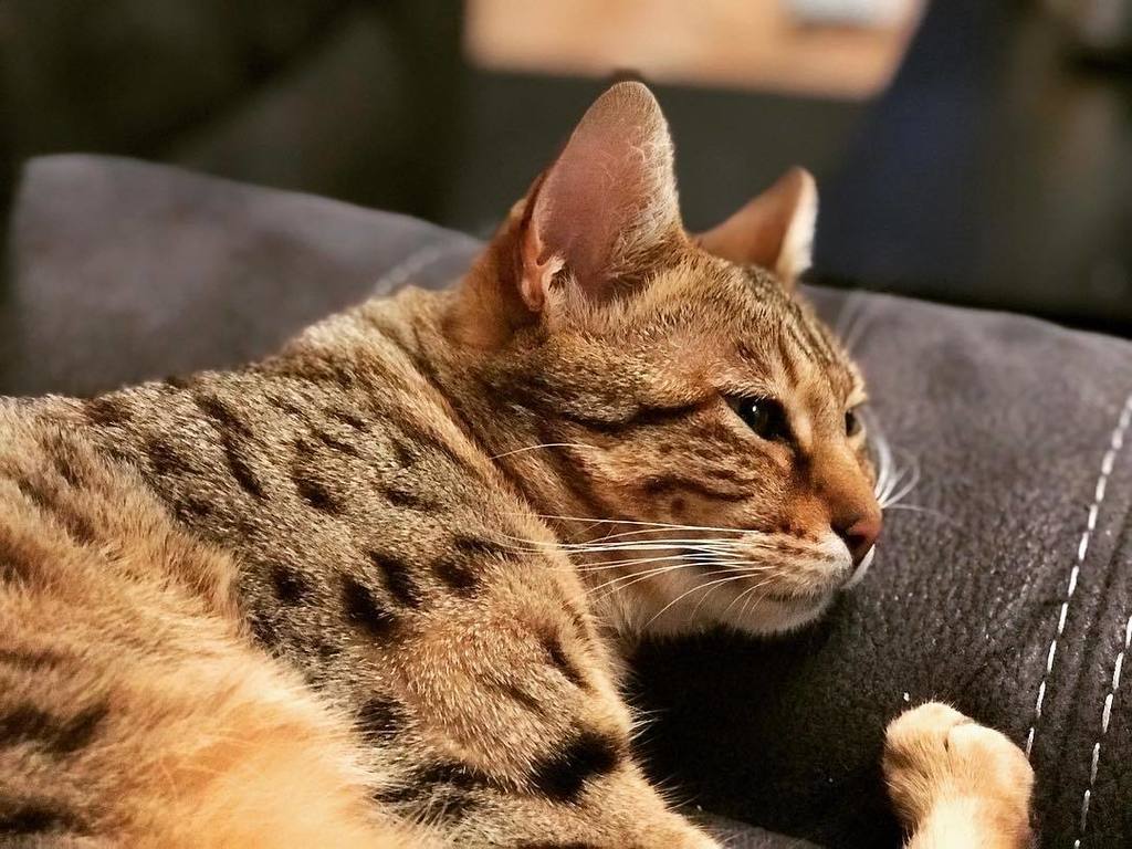 MiesZko's tweet photo. #leonidas practicing his #restingpsychopathface. #savannah #kitten #cat #catsofinstagram #cuddlemode #risingsavann… https://t.co/xTlPszUuAv https://t.co/yT9rIRuGOf
