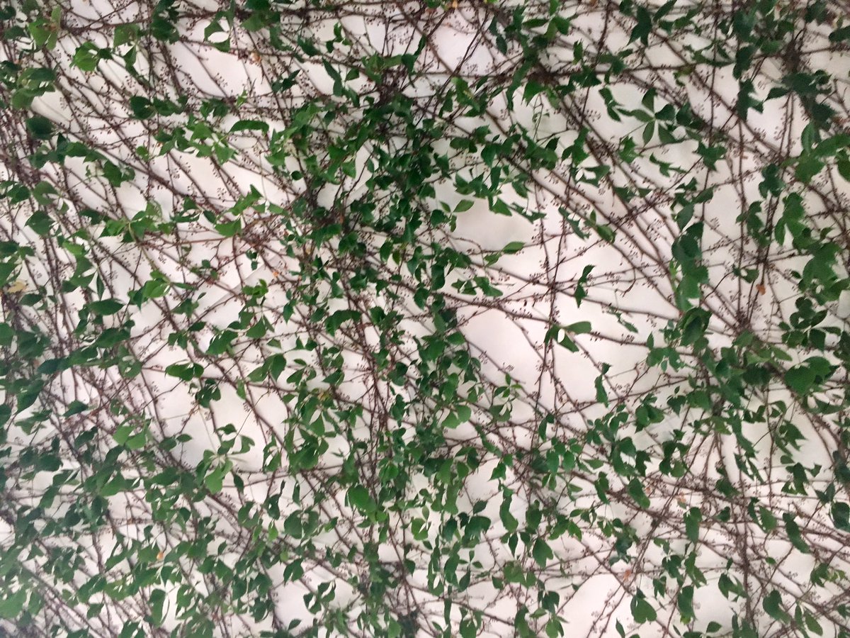 PaulMABarrett1's tweet photo. Schloss #Saarstein veranda tasting room. The ceiling covered in vine! #mosel #saar #unique. @pietrosd @JMiquelWine @winewankers https://t.co/ngromaQ8GC
