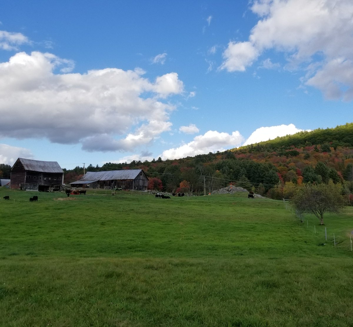 beth_morton's tweet photo. Just a little #October stroll around the neighborhood. #Vermont #VermontFoliage #ilovermont #farmsandfields #myview https://t.co/36xfIrCZzR