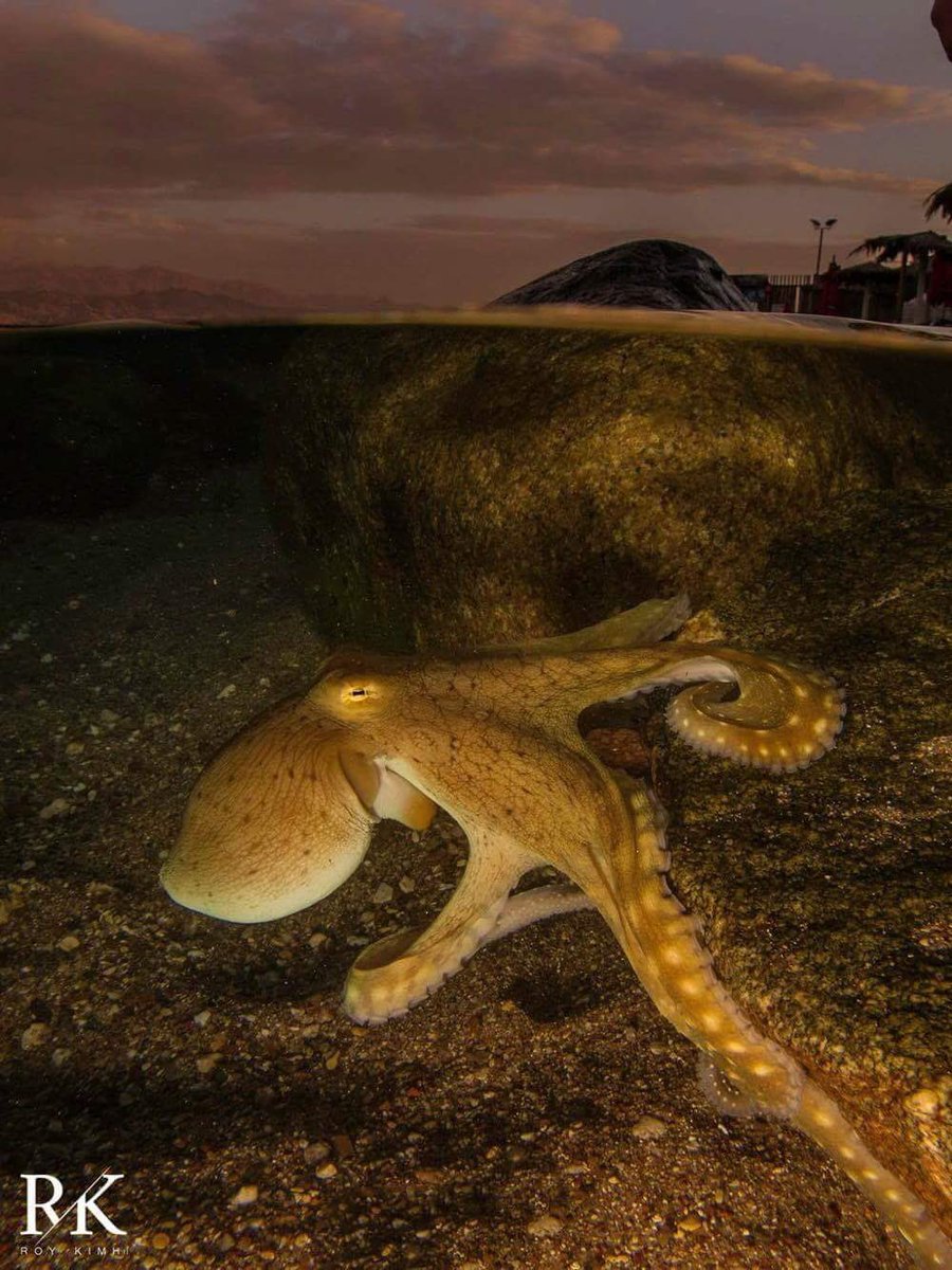 NakaweProject's tweet photo. Happy World Octopus Day! Octopuses are one of the ocean’s most interesting creatures. #WorldOctopusDay #Octopus #RedSea #Oceans #LetLive https://t.co/qk3APCnhX3
