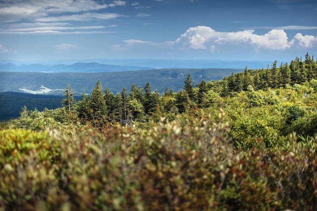 AHWagner's tweet photo. Dolly Sods. // #ahwagnerphoto #canon #canon_official #5dmarkiii #rei1440project #neverstopexploring #explorationgr… https://t.co/ugZPJERWr6 https://t.co/oZoTAq88ag