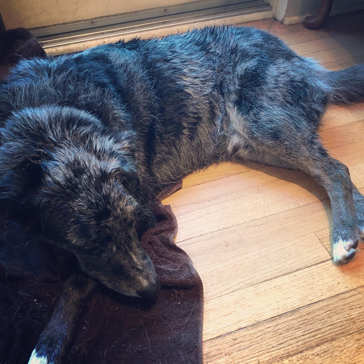 DogNamedLogan's tweet photo. The humans made me take a shower today. I HATE that. #pouting https://t.co/ZUa0wLbYB1
