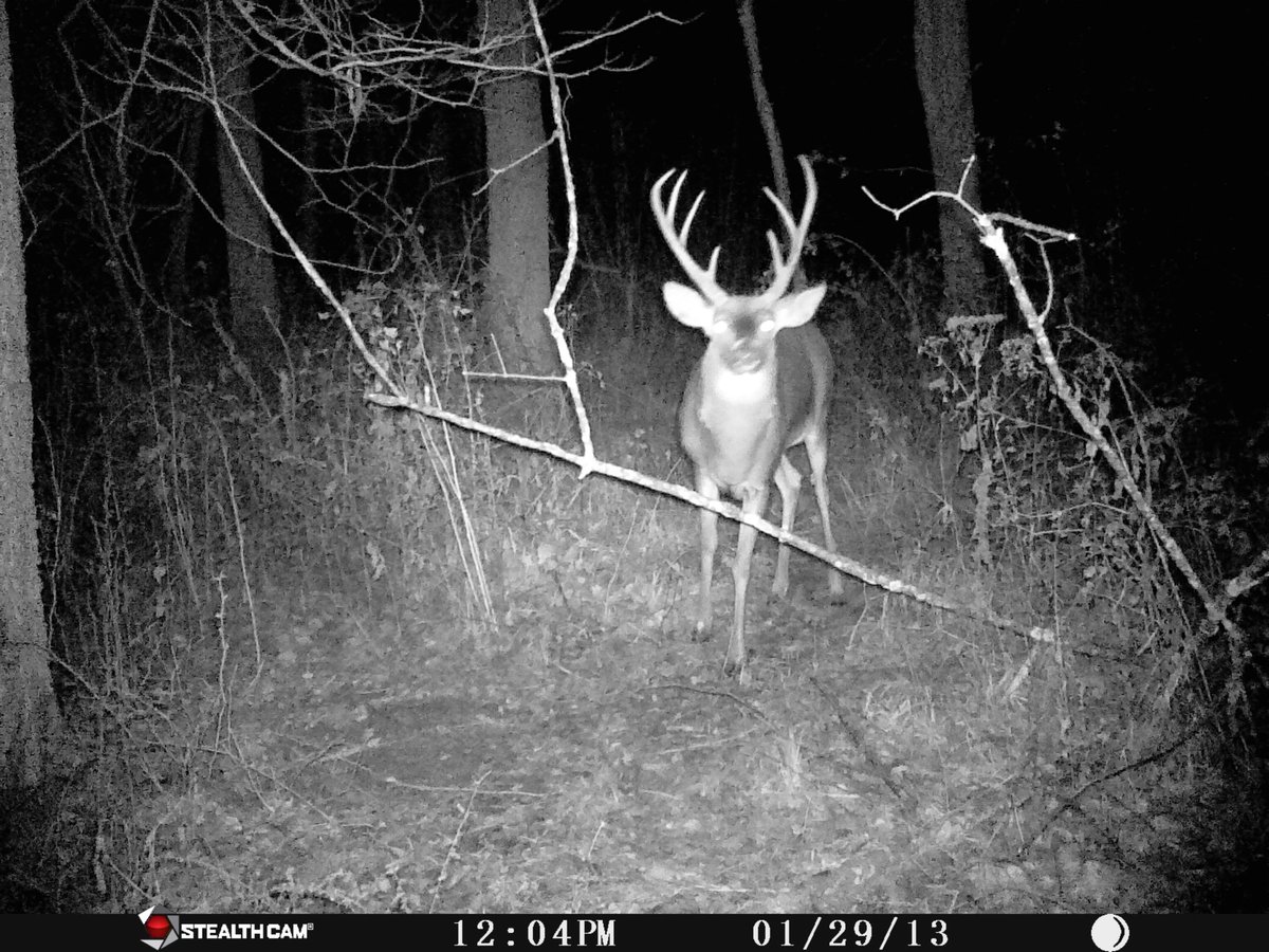 This is the second year of having a deer with long, upward main beams. Unique for sure.