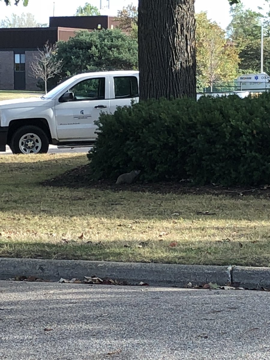BMitchellMSU's tweet photo. While observing squirrels for #FWClass a badger was hanging by some bushes https://t.co/Qtv2MlEToD