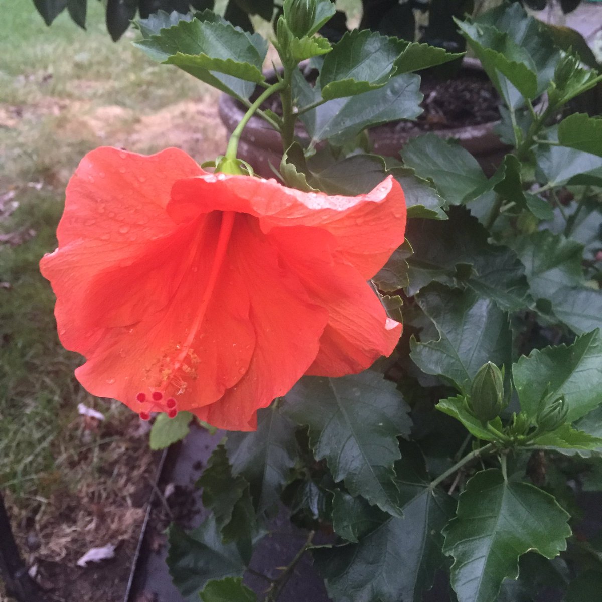 October and we have pumpkin colored hibiscus blooming in our yard in New England. #flowers #garden @risbj