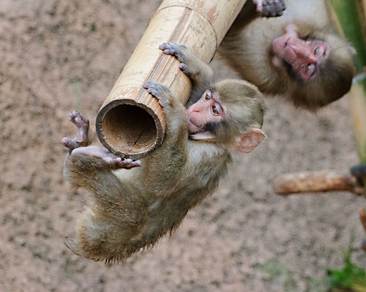 一枚の動物写真 Pa Twitter サルが木から落ちるワケには いかないんだ ニホンザル 桐生が岡動物園 群馬県 桐生市 楽しい動物 動物園 猿も木から落ちる 一枚の動物写真 Pa Twitter サルが木から落ちるワケには いかないんだ ニホンザル 桐生が岡動物園 群馬県 桐生市 楽しい動物 動物園 猿も木から落ちる