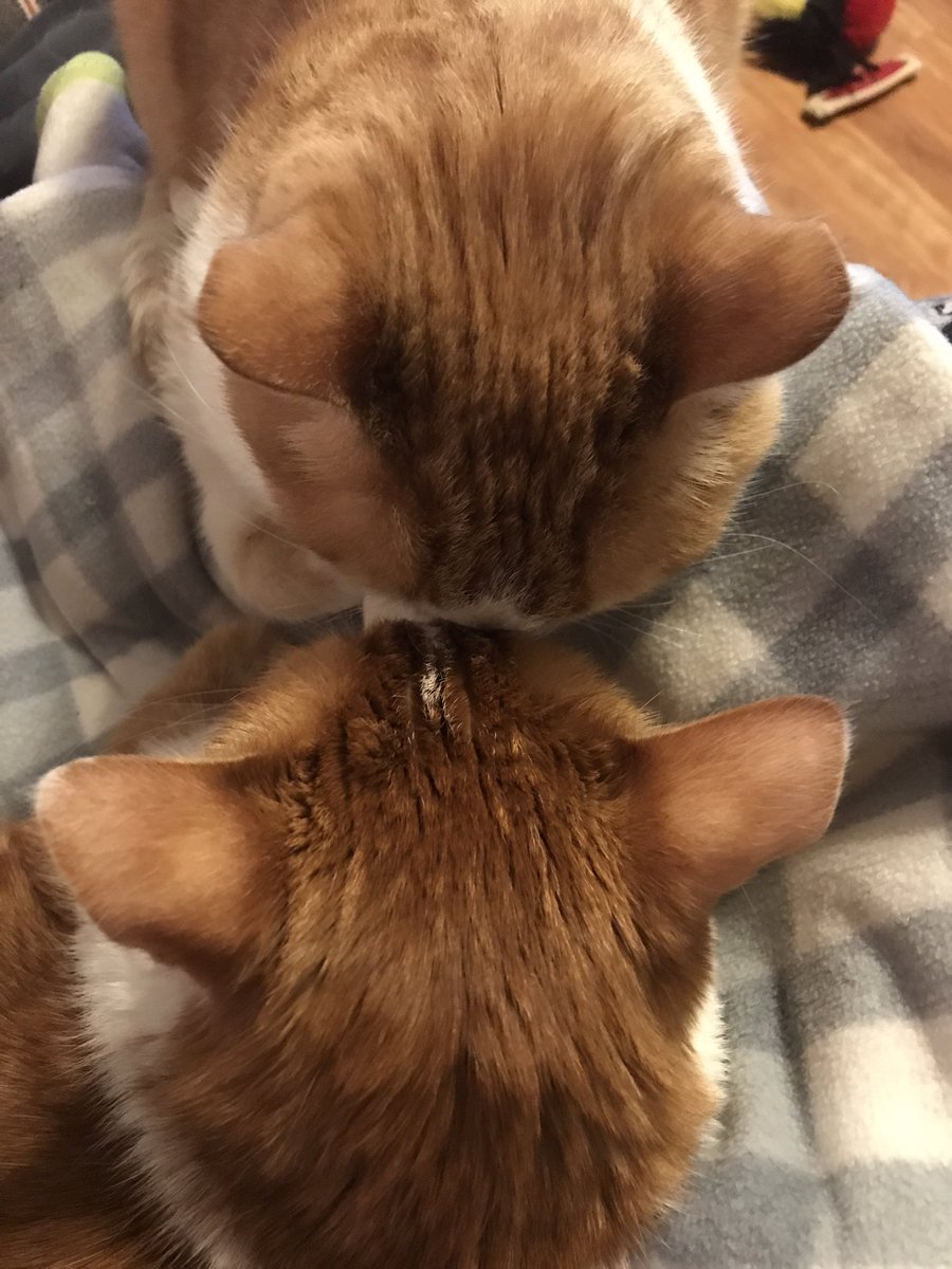 TMBorgwardt's tweet photo. Brotherly cuddles! https://t.co/6amwPhU4Pc
