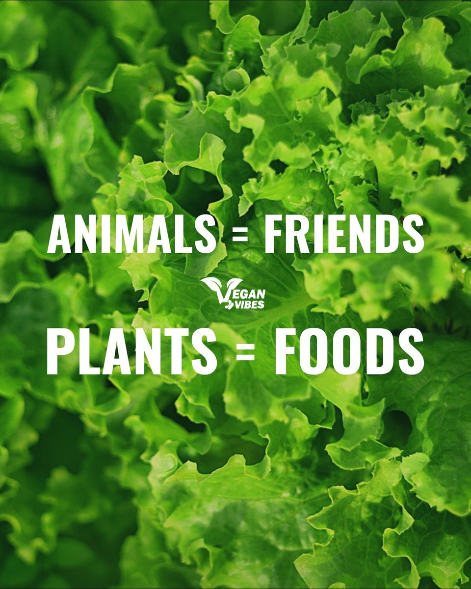 Vegan Vibes (@veganvibespage) on Twitter photo 