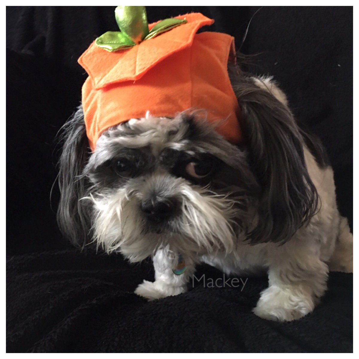 Sandy_Mackey's tweet photo. My little pumpkin....🎃 #DevilsTrifecta https://t.co/8nqCxNKHCG