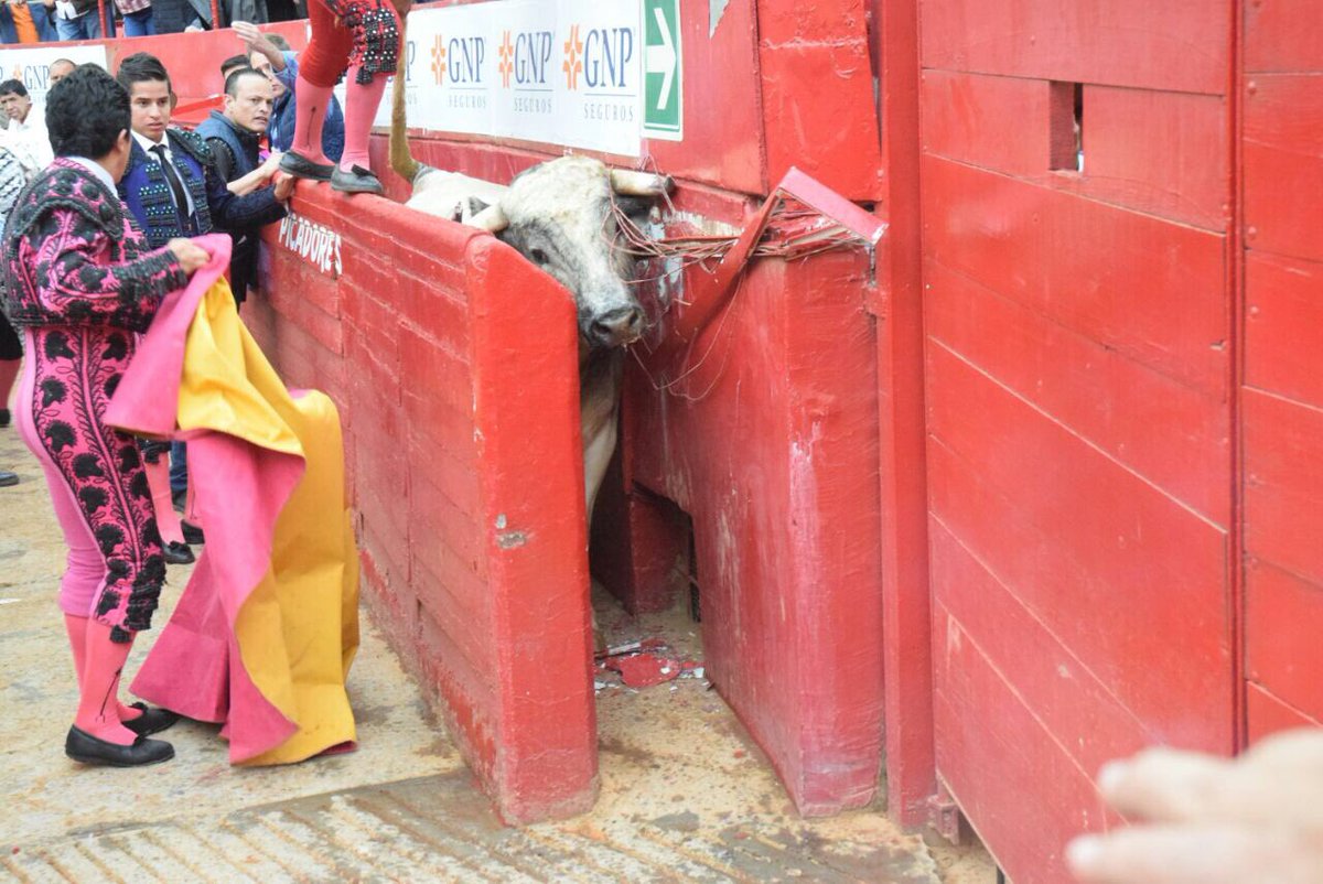 mag75garcia's tweet photo. Vaya lío! El segundo novillo voló al callejón, cayó en burladero de picadores y no puede salir (Foto: Tadeo Alcina) https://t.co/0YraxnxK5j
