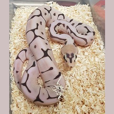 LivingArtReptil's tweet photo. Ciao, update pic. Photo: Herman Van Hellem #ballpython #snake #reptile #livingartreptiles #livingart #scalelesssnake #scalelessballpython https://t.co/ugWWaREJKU