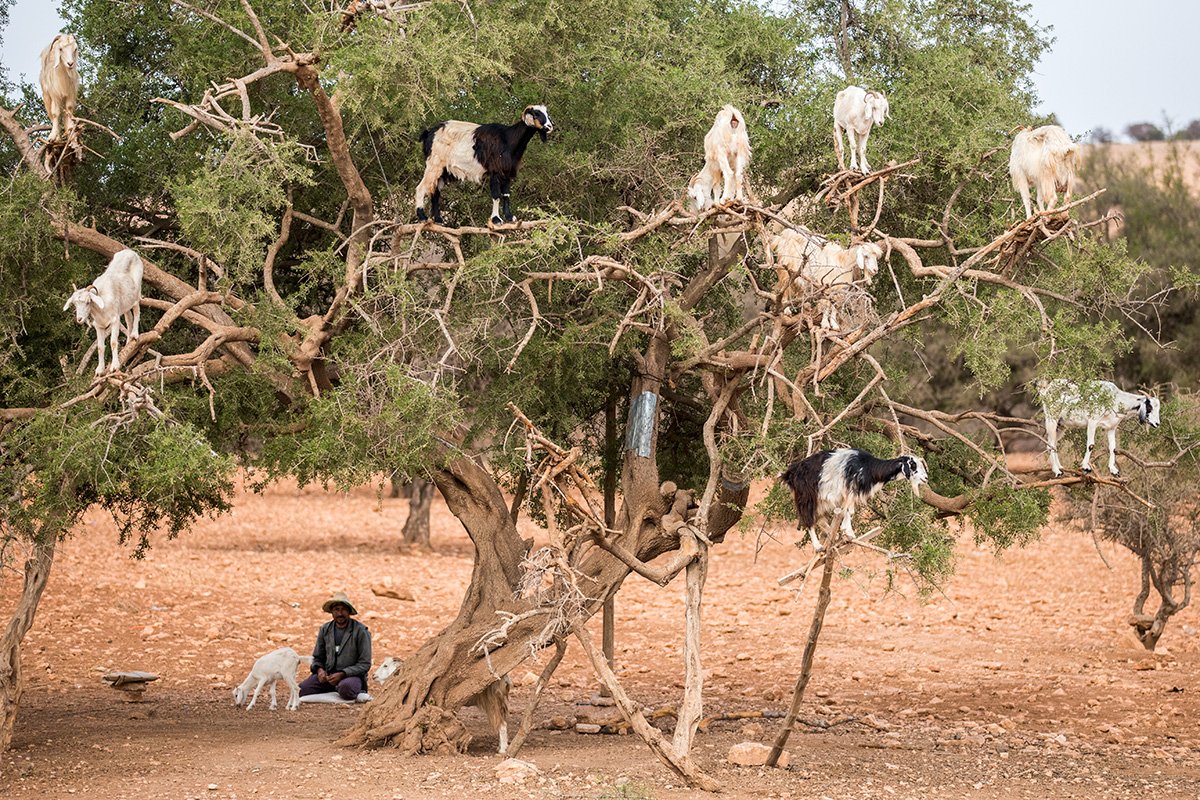 ScottKelby's tweet photo. Of all the things I hoped to see today on the road from Marrakech to the ocean, somehow "Goat Tree" was not one of them 😂 #notmaking this up https://t.co/F1TUpWYtCJ