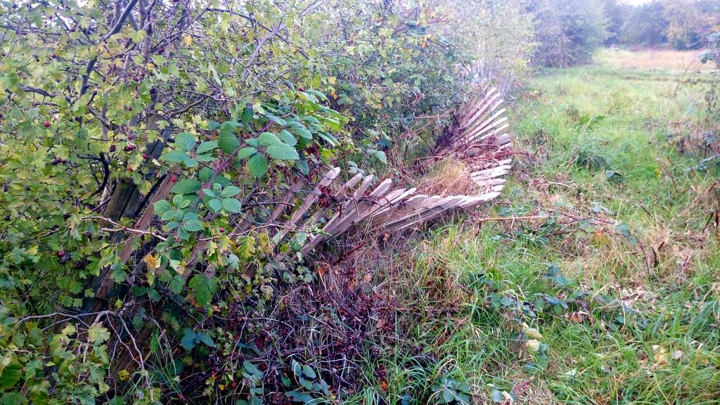 <a href="/WildlifeEaling/">EalingWildlifeGroup</a> @SaveNFAllotment <a href="/NorthfieldsAve/">Love Northfields</a> we have lovely green spaces let's keep them intact #Ealing