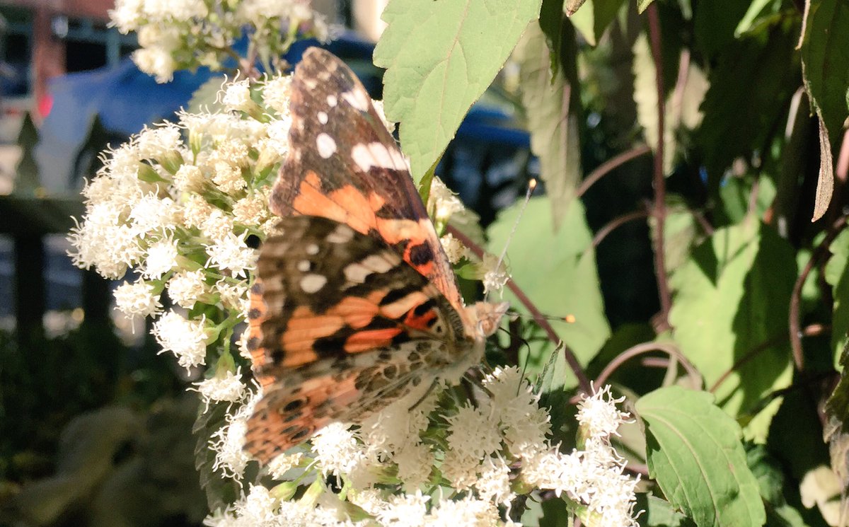 Even the butterflies 🦋 can find something tasty at <a href="/Colterra/">Colterra Restaurant</a>. #lastdayofgreen #nature #naturebeauty