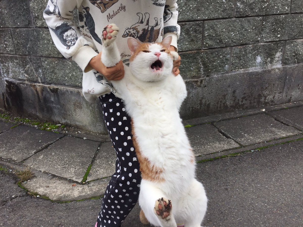 萌え注意 脱走先から捕獲された猫さんの表情や姿かたちがめっちゃgood めっちゃ抵抗感出てる 捕獲萌え Togetter 萌え注意 脱走先から捕獲された猫さんの表情や姿かたちがめっちゃgood めっちゃ抵抗感出てる 捕獲萌え Togetter