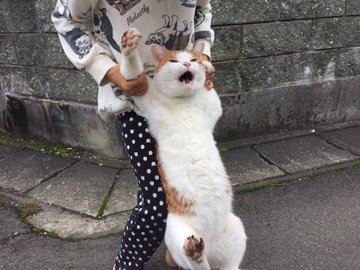 て 手をはなしたまえ 朝帰り 捕獲で不服そうな表情が萌えるデカモフにゃんこ ねとらぼ