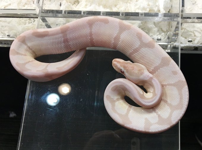 爬虫類ショップ マニアックレプタイルズさん の人気ツイート 1 Whotwi グラフィカルtwitter分析