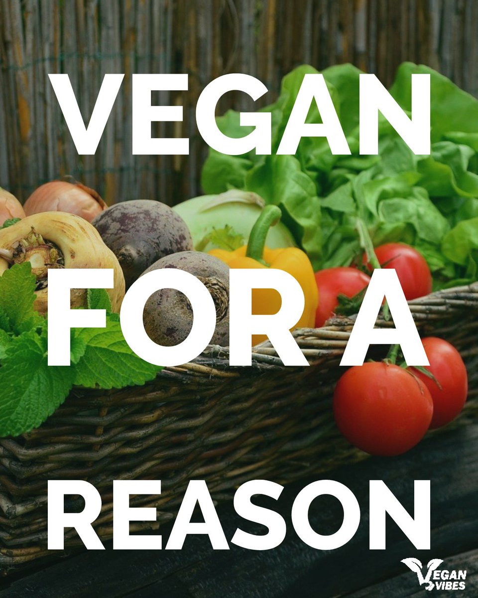 Vegan Vibes (@veganvibespage) on Twitter photo 
