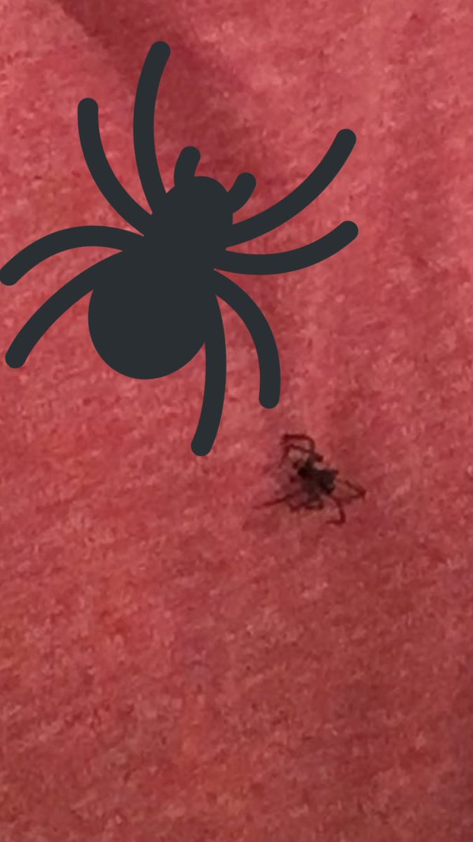 uni_corn1215's tweet photo. @ItsFunneh what would u do if a spider was on ur shirt https://t.co/GZKuJ6hiVc
