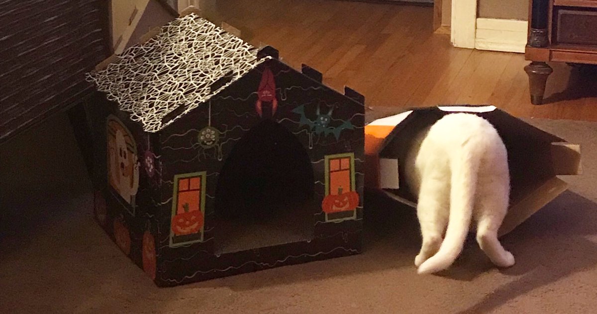 LoraWinkle's tweet photo. @Target I had to have the spooky cat house! But in true cat form they’d rather play with the box it came in 😂 https://t.co/RzwpF6u6IM