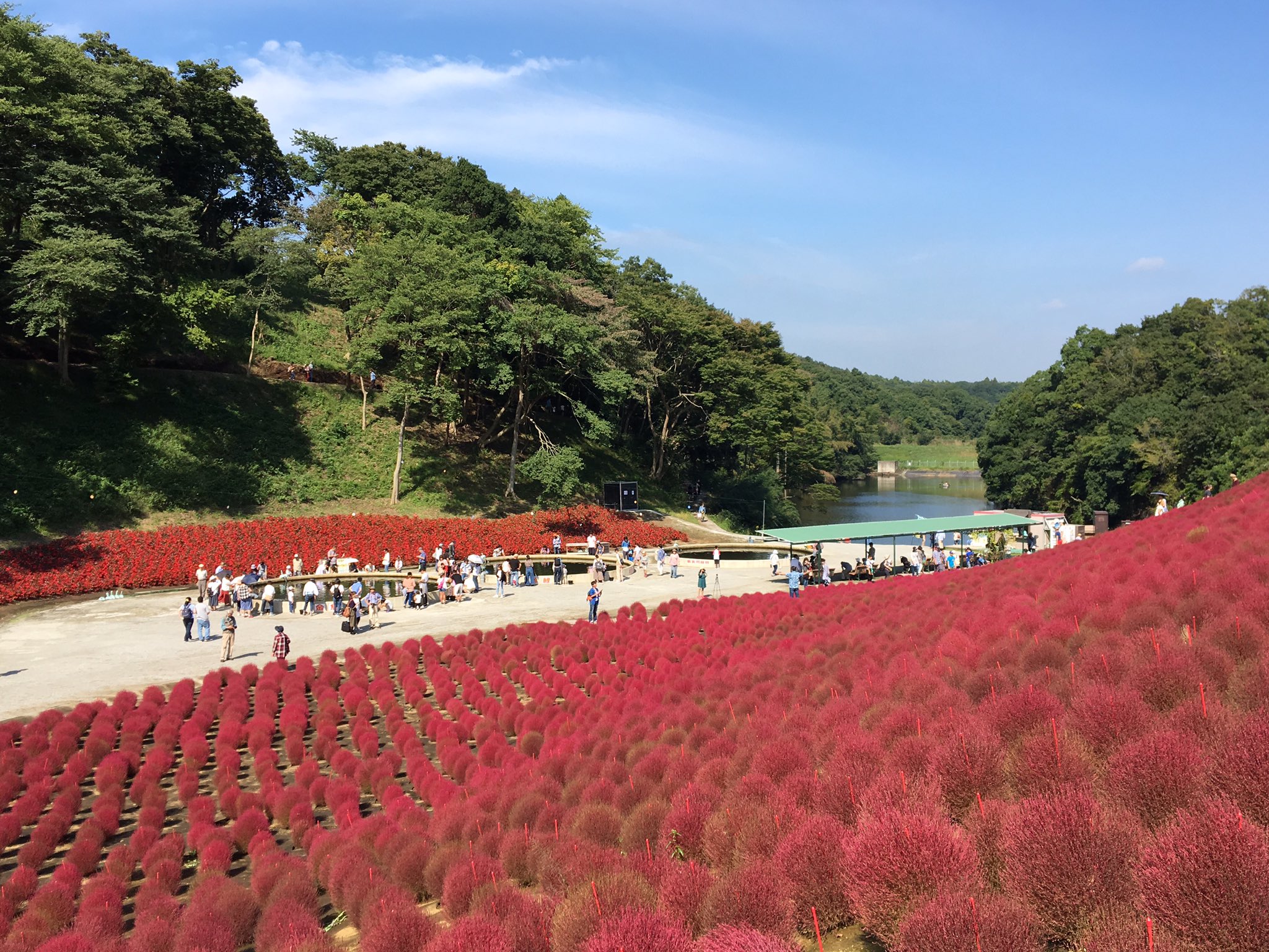 つぶやきジロー 東京ドイツ村のコキアの谷の紅葉が見頃 T Co 9jvwv1i8mq Twitter