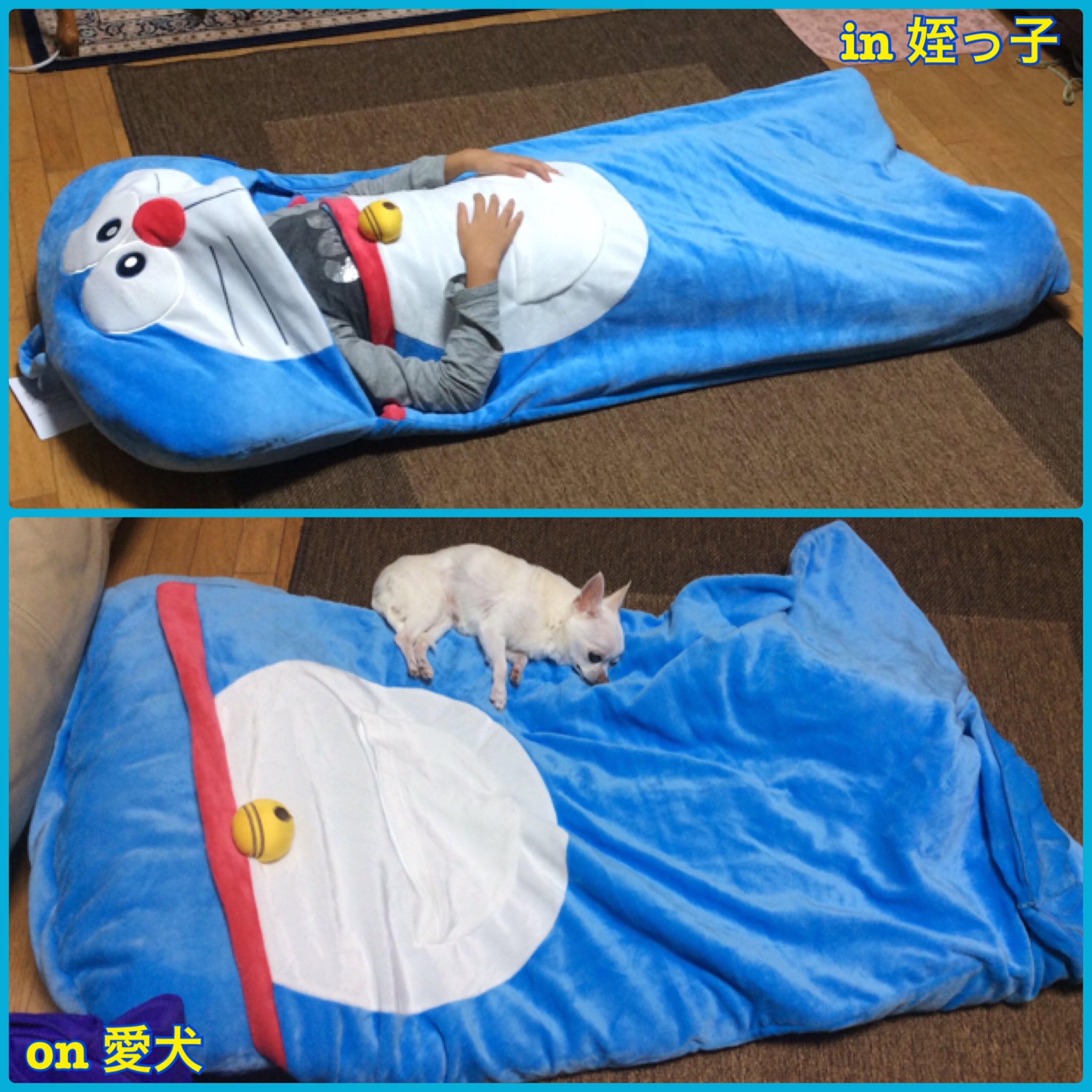 元 Dorazuki در توییتر こどもサイズなのに 可愛くてつい買ってしまったドラの寝袋 ファスナー全開で使うか 足だけ入れて使えばいいや と思っていたけど 真っ先に姪っ子と実家の愛犬がお気に召した模様 ドラえもん しまむら