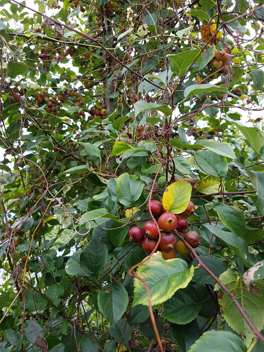 시골마당의 꽃사과~^^