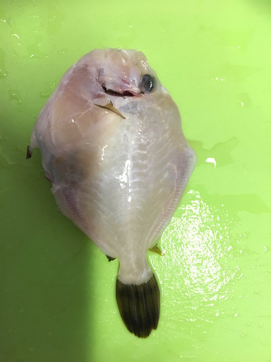 ゆきひで 桜島でカワハギ釣り 仕掛けがボトムに着いたら合わせを入れてみる アタリが無くても合わせを入れてみる アタリがあったら即合わせ 待ってるだけではエサ取られて終了 みたいな感じて釣りしてました 料理 刺身 握り寿司 アラの味噌汁