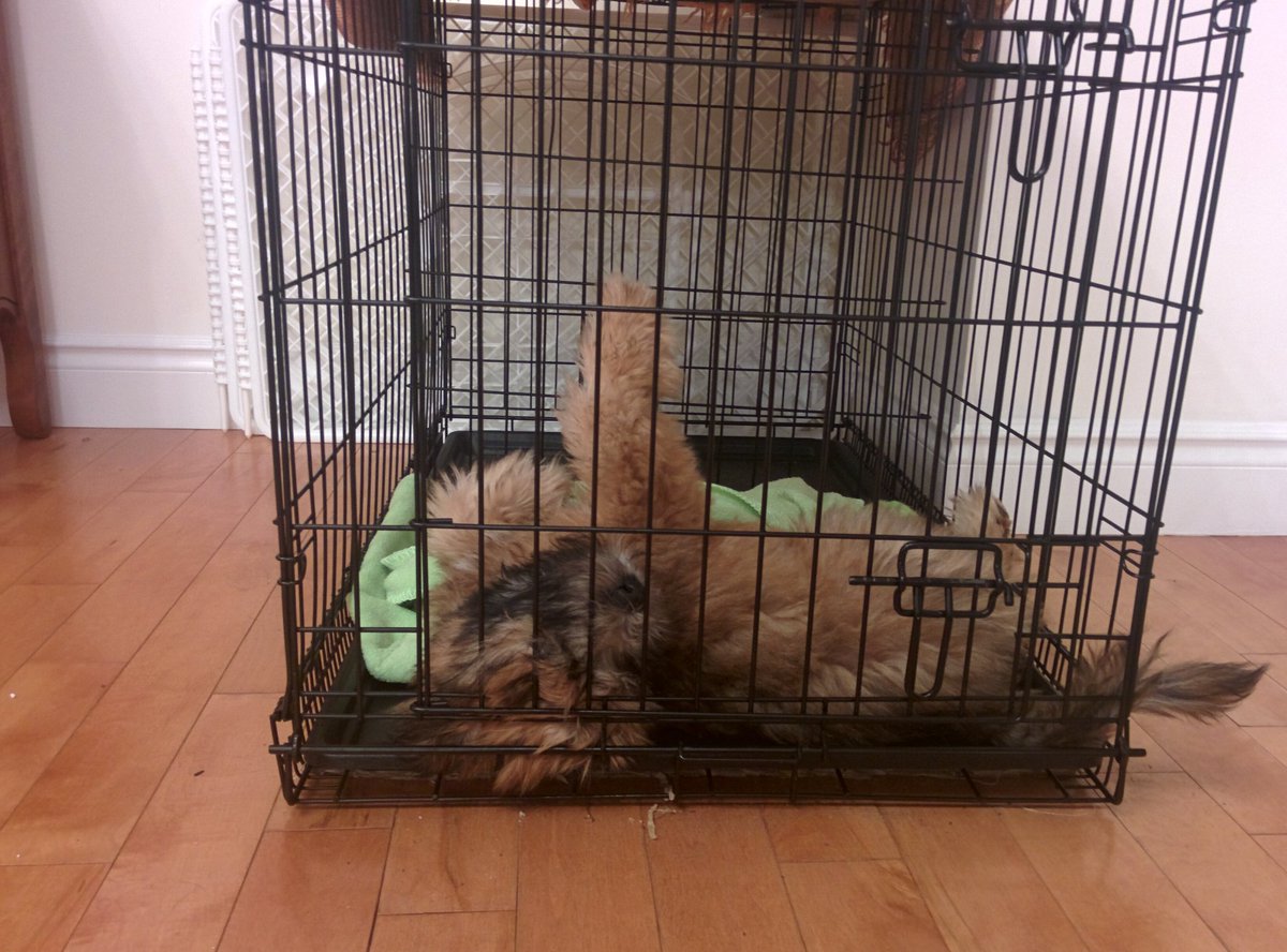 breannaswanson3's tweet photo. Hands up if you had a good Thanksgiving! #chewiepup #toopoopedtopoop https://t.co/7m5JniA2F5