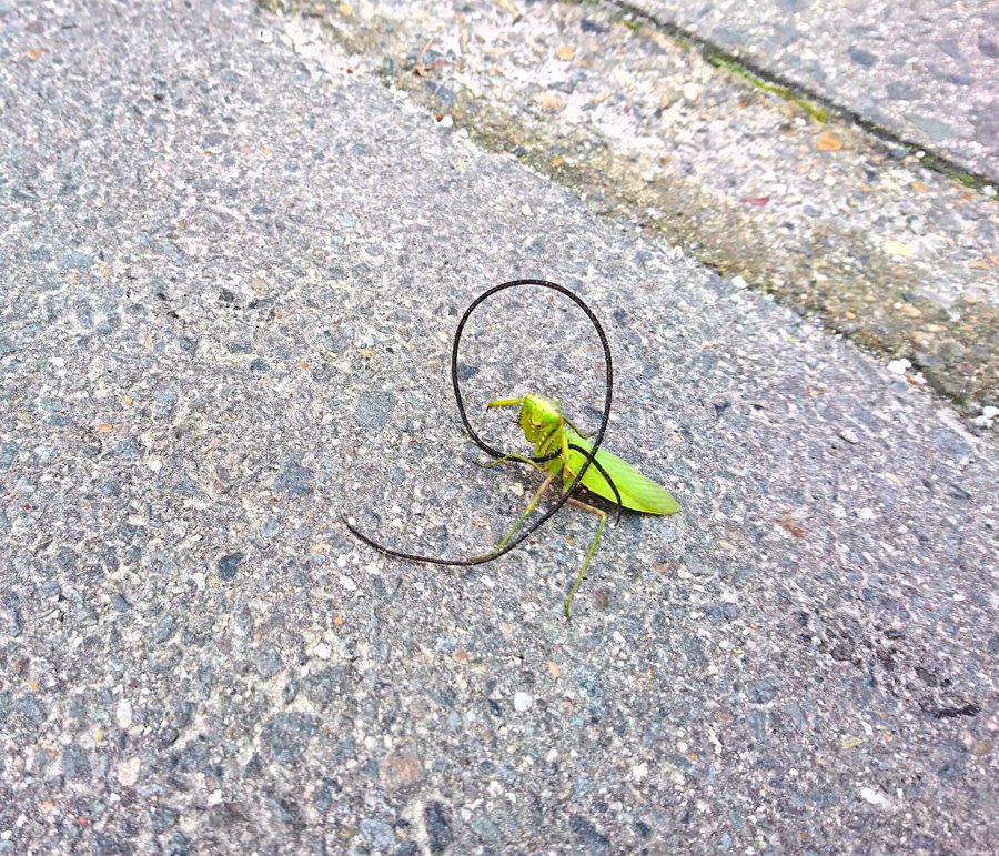 カマキリってどんな昆虫 草原の捕食者 その生態とは 生き物ネット