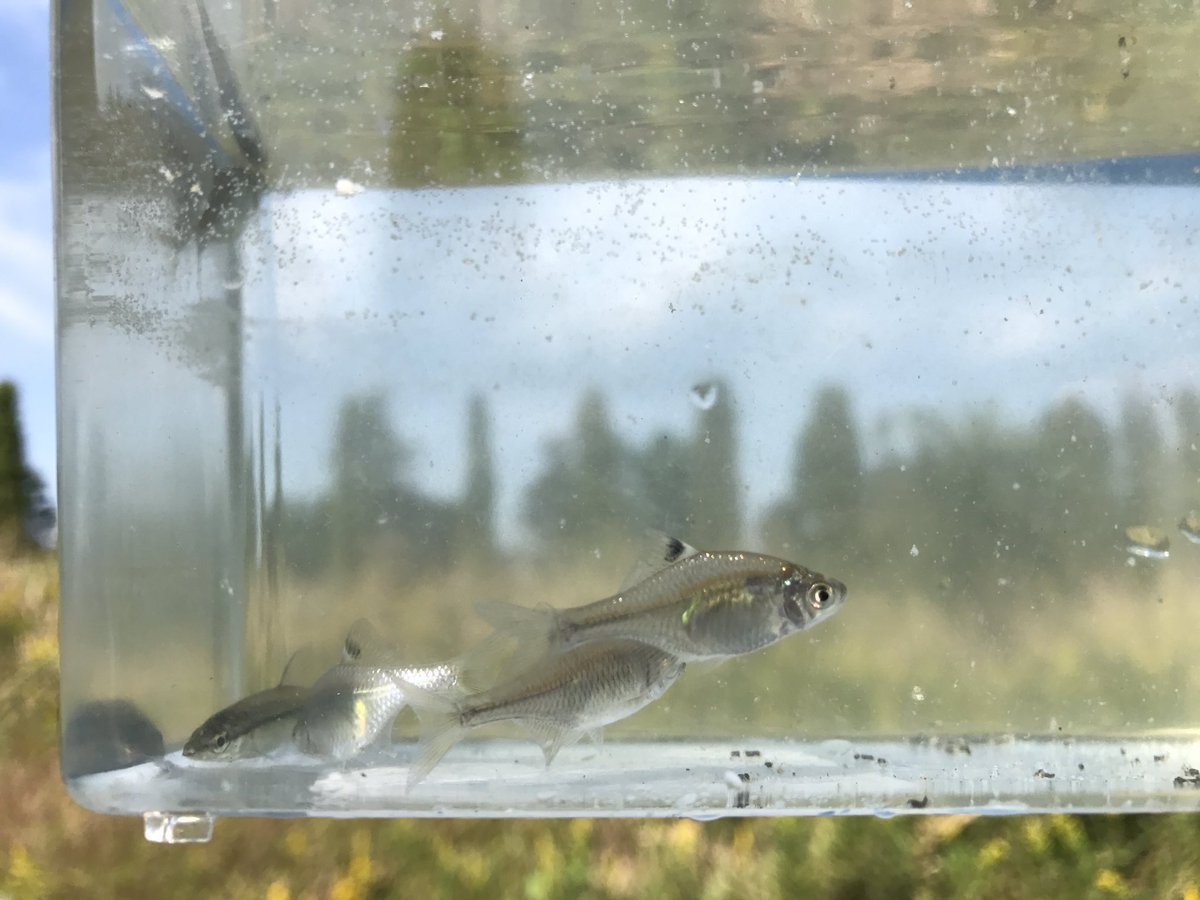 ト ゥ リ ピ チ Twitterren 川口自然公園でタナゴ釣り 絶好釣です タナゴ釣り 釣りキチ 釣りピチ ト ゥ リ ピ チ Twitterren 川口自然公園でタナゴ釣り 絶好釣です タナゴ釣り 釣りキチ 釣りピチ