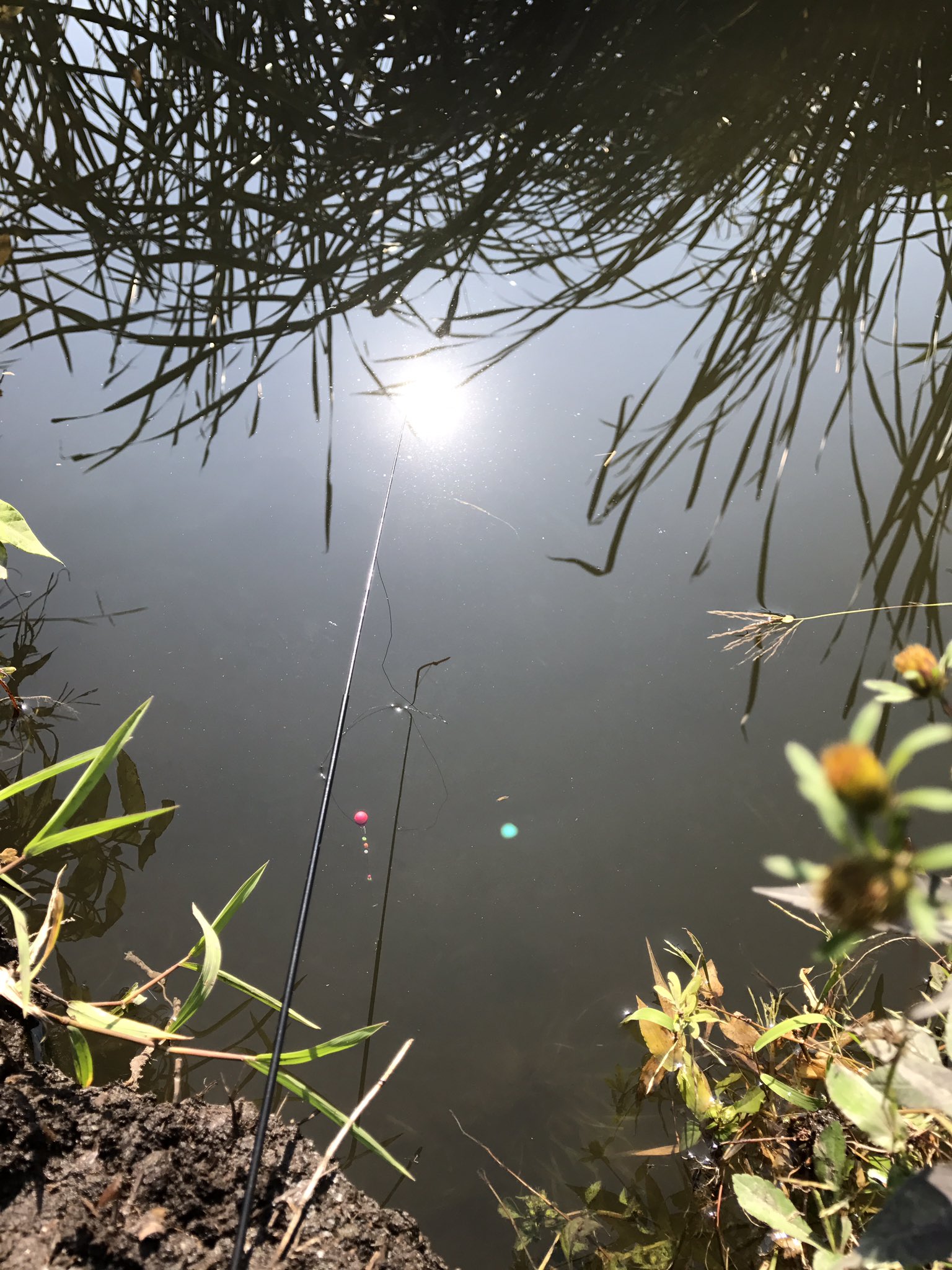 ト ゥ リ ピ チ Twitterren 川口自然公園でタナゴ釣り 絶好釣です タナゴ釣り 釣りキチ 釣りピチ ト ゥ リ ピ チ Twitterren 川口自然公園でタナゴ釣り 絶好釣です タナゴ釣り 釣りキチ 釣りピチ