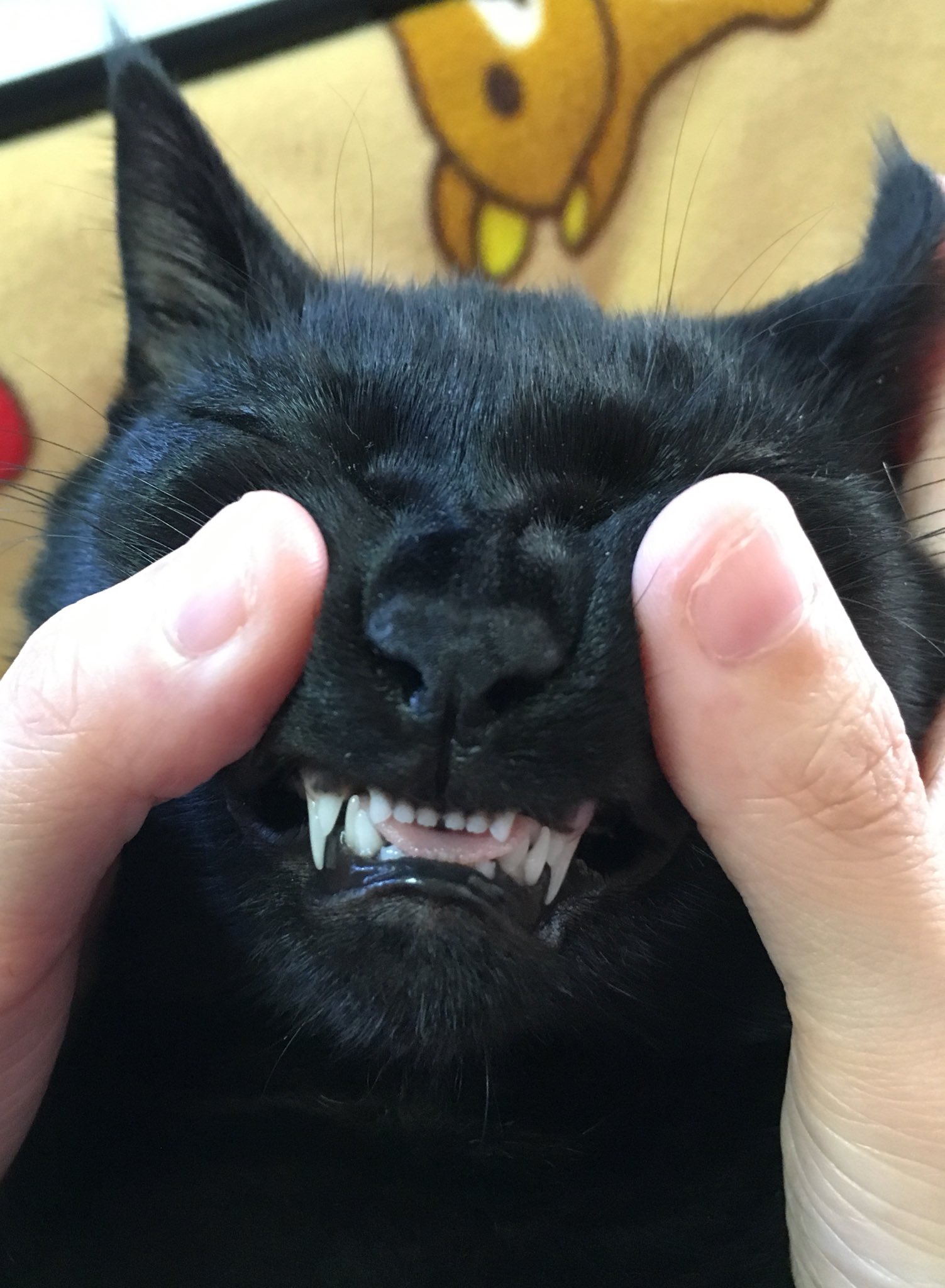 すみパン 12匹の猫 目潰し ギャー じゃなくて うちの子も永久歯生えてきてました ꐕ ꐕ ꐕ 初めて見た それにしても大人しい されるがままの琥珀しゃん すみパン 12匹の猫 目潰し ギャー じゃなくて うちの子も永久歯生えてきてました ꐕ ꐕ ꐕ 初めて見た それにしても大人しい されるがままの琥珀しゃん