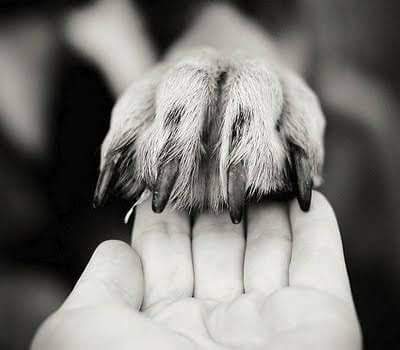 Reciprocidade 😍🐕