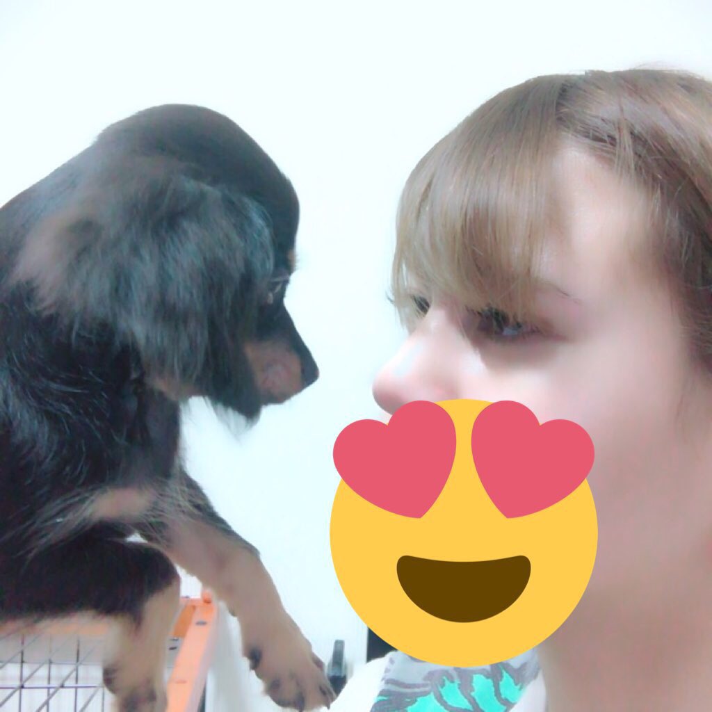akrnsnr's tweet photo. チワワとミニチュアのハーフ💕

今日から、大切にするね😚❤️ https://t.co/mIFKgfjt7e