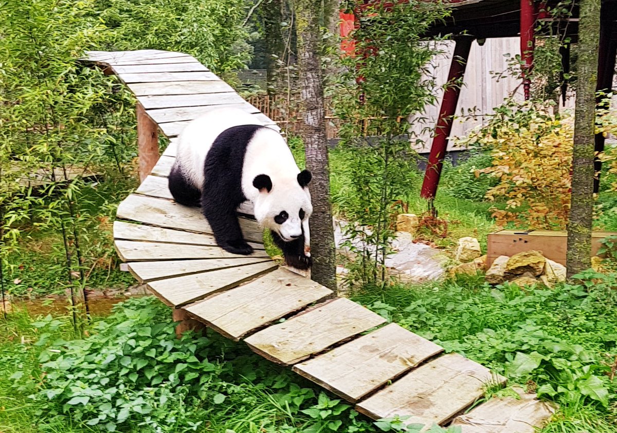 Xing Ya is er ook #ouwehands #pandasia #KJ17