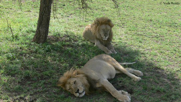 Monday for the lions of Tanzania 🦁

#MondayMotivation #MondayBlues #LionsOfTanzania #Wildlifeweek #Tanzania #Travel #RT