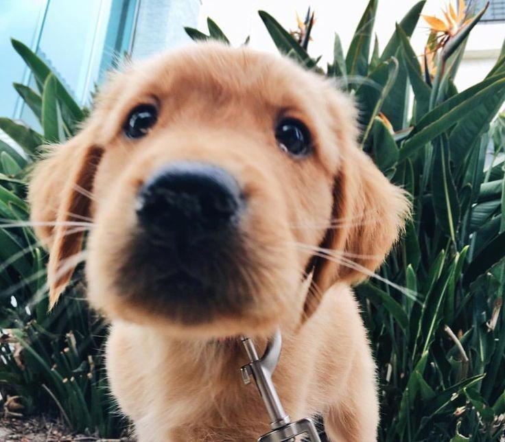SHEIN_Official's tweet image. ✨Tag someone to make their day better😜#puppy #Monday #sourceunknown 🐶#adorable #doglovers