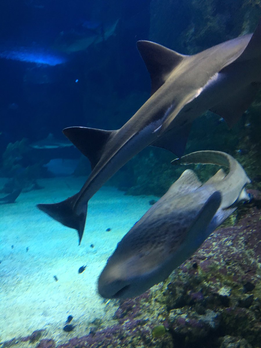 Best drinks venue ever, thanks Alerion! 🦈🦈 #iba2017 <a href="/SEALIFEAquarium/">SEA LIFE Aquarium</a> <a href="/IBAevents/">IBA Events</a>