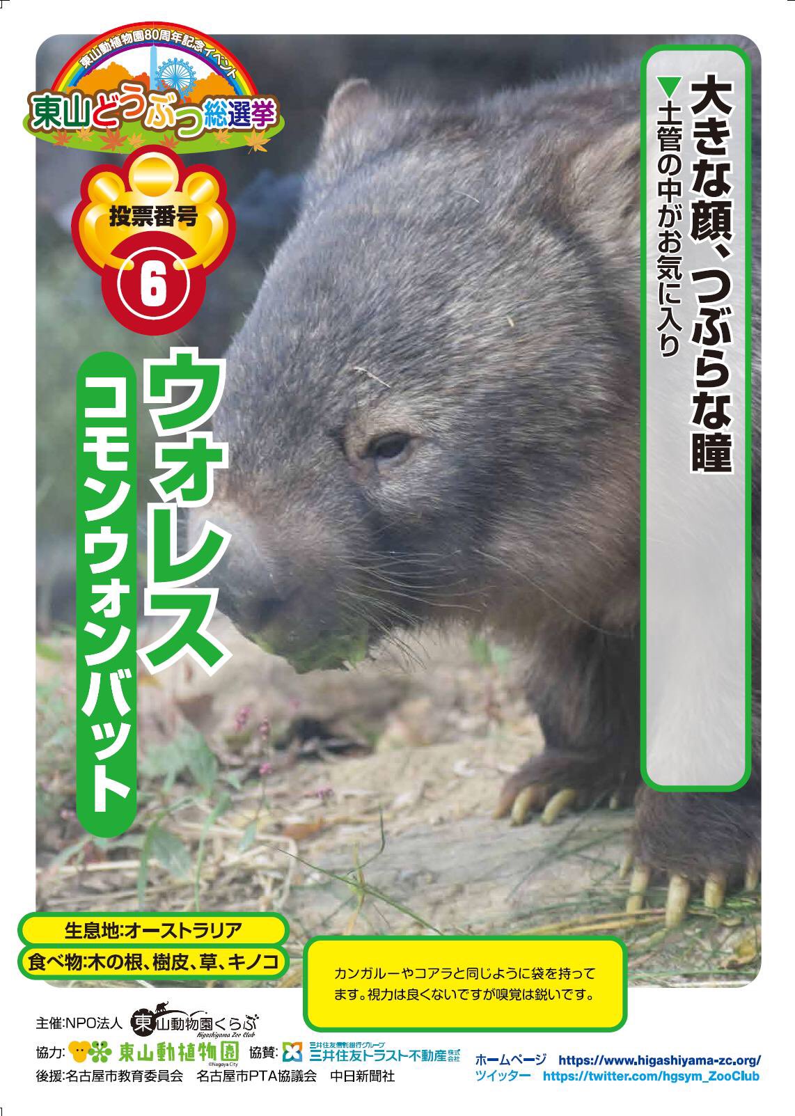 O Xrhsths Npo法人東山動物園くらぶ Sto Twitter 投票番号6 コモンウォンバット ウォレス 東山どうぶつ総選挙 コモン ウォンバット ウォレス 東山動植物園 東山動物園くらぶ T Co Kbvmd8nqp3 Twitter